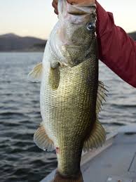 The Lure Mid Lake Area Of Lake Travis In Early Morning Is The Sweet Spot For Fishing