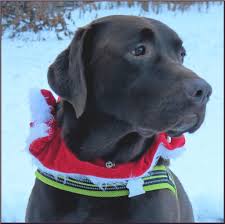 Merry Christmas Brown Sugar Labrador Retriever Dogs Labrador