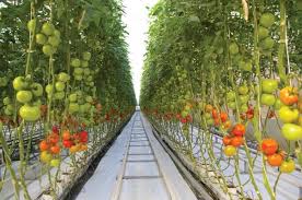 Learning how to grow tomatoes indoors can be very rewarding. Harnois Greenhouse Business Lines Ornemental Hydroponics Diy Hydroponic Gardening Hydroponics
