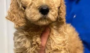 Find your new companion at nextdaypets.com. Golden Doodle Puppies Home Posts Facebook