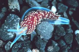 In Photos Spooky Deep Sea Creatures Deep Sea Creatures Sea Slug Sea Creatures