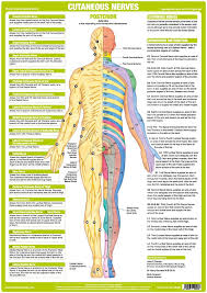 cutaneous nerves anatomy chart posterior