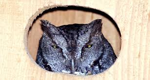 So we encourage homeowners not to remove dead trees or snags so owls can nest inside them. that's especially helpful for larger species such as barred owls. Owl Boxes Nature S Pest Control Farmers Almanac