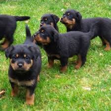 Adopt your own rottweiler puppy for sale today! Petcopaw On Twitter Giant Rottweiler Puppy Puppies For Sale Contact Call Or Whatsapp 2348136394126 Sex Male And Female Available Medicals Vaccinated And Dewormed Delivery Nationwide