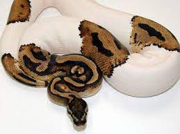 What color is a ball python? Piebald Morph List World Of Ball Pythons Baby Ball Python Ball Python Cute Snake