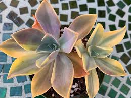 Maybe you would like to learn more about one of these? Graptoveria Fred Ives F Variegata World Of Succulents