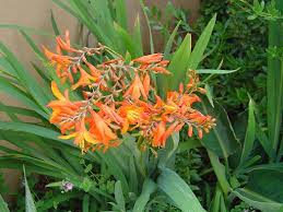 Image result for Crocosmia aurea