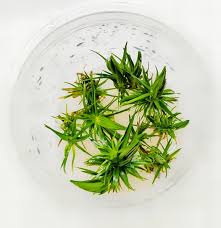 Image result for Syngonanthus