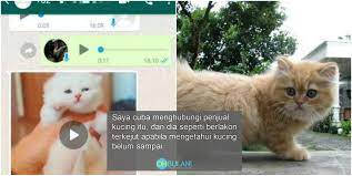 Reason jual sebab x nak bela kucing banyak2 and nak cover kos makanan mereka. Kucing Tak Dapat Duit Lesap Hajat Nak Bela Kucing Parsi Rm200 Tak Kesampaian
