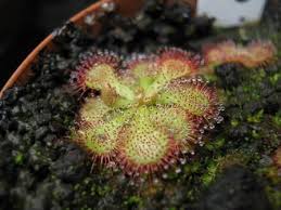 Image result for Drosera dielsiana