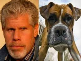 Celebrity Look Alike Google Search Funny Animal Images Funny Animals Celebrities Funny