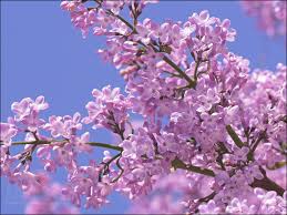 If you want to grow flowering trees in. Flowers Photo Lilac Spring Flowers Wallpaper Lilac Tree Lilac Flowers