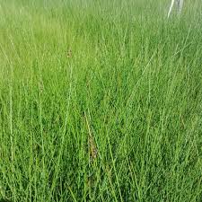 Image result for Juncus kraussii