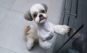 Shih tzu means little lion, but these dogs are anything but ferocious. Introducing The Shih Tzu A Lively Little Lion Dog K9 Web
