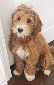 You will find labradoodle dogs for adoption and puppies for sale under the listings here. Fostering A Labradoodle Labradoodle Rescue Labradoodles Dogs