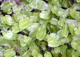 Check spelling or type a new query. Name The Non Flowering Plants Flowers Forums