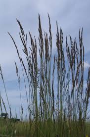 Image result for Leersia oncothrix