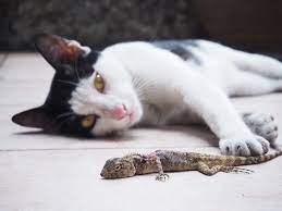 Gardens, ponds and streams allow populations to prosper. How To Catch A Lizard Without Your Hand 2 Sequencial Methods Plus Other Tips Pest Wiki