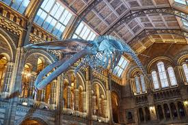 Whale Suspended Over Kiosk In Revamped Natural History Museum Foyer