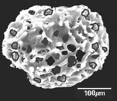 Image result for Loxogramme