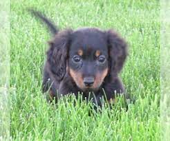 We raise exceptional english cream longhair dachshunds from american and canadian champion blo… dachshunds mini, standard, chihuahuas, chaweenies, cocker sp 891.35 miles View Ad Dachshund Puppy For Sale Near Iowa Le Mars Usa Adn 131720