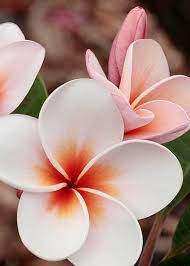 Maybe you would like to learn more about one of these? 50 Beautiful Flower Photos Will Brighten Your Mood Page 41 Of 52 Lovein Home Beautiful Flowers Most Beautiful Flowers Orchid Flower