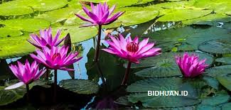 Please answer this question yes sebutkan 3 cara menghindari hiv/aids? 3 Ciri Khusus Tumbuhan Dan Gambarnya Teratai Kaktus Eceng Gondok Berbagi Cerita Opini Edukasi Dan Hiburan