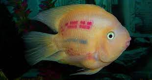 If you keep these fish in an overcrowded tank they'll tend to be a bit more territorial too. Blood Parrot Cichlid Tank Mates Plus 11 Compatibile Examples