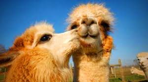 The that's my baby episode guide includes recaps for every episode from every season and a full list of where you can watch episodes online instantly. 100 Llama Names Ideas For Lovable Funny Pet Llamas Pet Keen