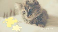 10 Trucs Pour Enlever L Odeur De Pipi De Chat En 2020 Pipi De Chat Odeur De Pipi Urine De Chat