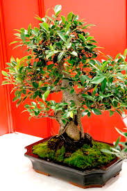 Ficus Planter Et Tailler Ooreka