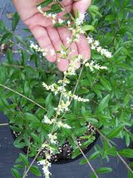 Image result for Ligustrum