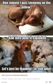 You just have to be there at the right place and the right time. 23 Funny Animal Pictures Quotes With Images Funzumo