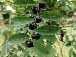 Image result for Phyllanthus reticulatus