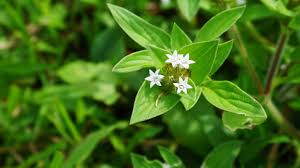 Image result for Richardia brasiliensis