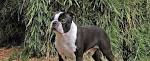 Boston Terrier - Is This The Right Breed For You?