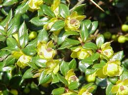 Image result for Berberis verruculosa