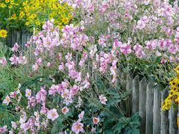 Set in oxford's famous covered market, the garden of oxford is well placed to deliver beautiful flowers throughout oxford city and to nearby towns and villages. Gardening Four Common Plants Which May Want To Take Over Your Garden Bournemouth Echo