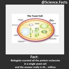 Biologist Counted All The Protein Molecules In A Single Yeast Cell Science Facts Fun Science Science Rules