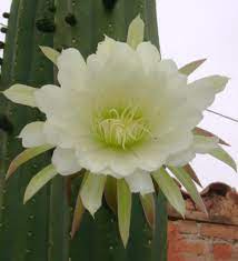 On the walk to it you'll generally notice more and more street vendors and ladies in traditional dress sitting on the side of the streets selling nuts, popcorn and other small bags. San Pedro Cactus Cusco Peru San Pedro Cacti Cactus Trees To Plant