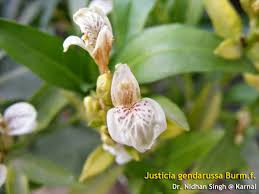 बाकस, bakas, काळा अडुळसा, kala adulasa; Vataghni Justicia Gendarussa Burm F Gendarussa Vulgaris Nees