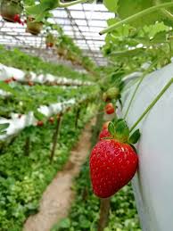 Selepas penyelia ladang (abang bangla) bagi guide kawasan untuk petik, maka bermula la aktiviti pick your own strawberry. Nak Petik Strawberry Wan Fyra Homestay Cameron Highlands Facebook