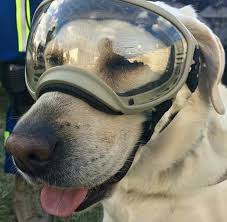 We Have To Talk About Frida A Very Good And Brave Rescue Dog Rescue Dogs Dogs Choosing A Dog