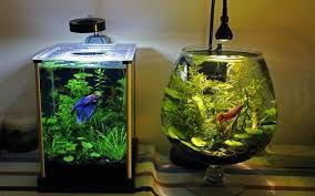 Betta Fish Tank Freshwater And Saltwater Fish Guide Fish Tank Betta Fish Tank Fish Tank Plants