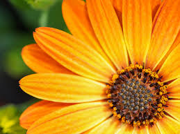 Image result for foto Osteospermum