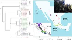 These forms are useful for exercising your rights to benefits as an eu national living and/or working in an eu country other than your own — or having done so in the past. Non Adaptive Evolutionary Processes Governed The Diversification Of A Temperate Conifer Lineage After Its Migration Into The Tropics Sciencedirect