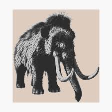 When autocomplete results are available use up and down arrows to review and enter to select. Woolly Mammoth Pen Drawing Design In Shades Of Gray Photographic Print By Geeksta Redbubble