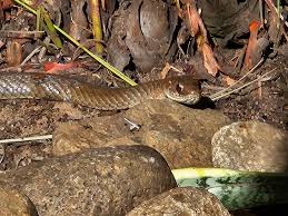 Image result for Dissotis melleri