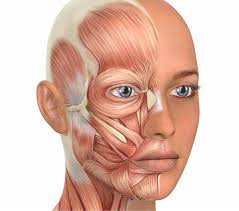 Jawthenticate: Microphone-free Speech-based Authentication using Jaw Motion  and Facial Vibrations