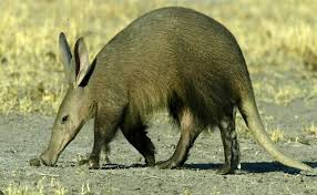 Check out these african animal pictures at howstuffworks. Aardvark African Animals Unusual Animals Animals